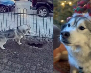 Husky dog kept digging a hole in the yard — owner investigates and makes a life-saving discovery