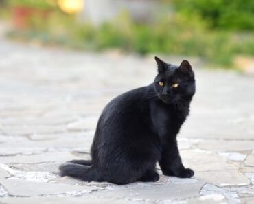 Heroic cat fights off two coyotes to save family dog from attack — watch the video